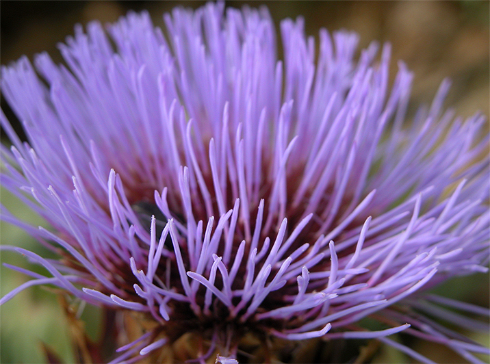 Nizza Monferrato Hunchback Cardoon