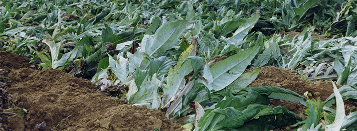 Nizza Monferrato Hunchback Cardoon